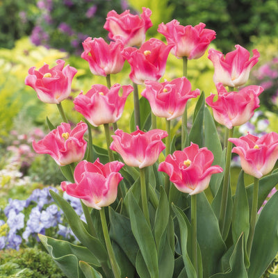 Tulip Crown Of Dynasty Pktulcod - Garden Express Australia