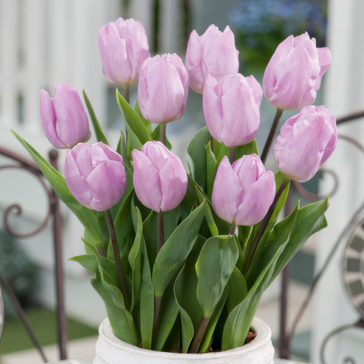 Tulip Candy Prince 2 Pktulcpr 2026 - Garden Express Australia