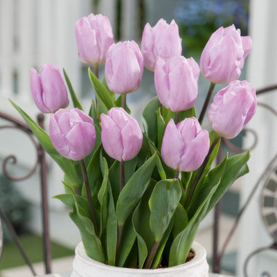 Tulip Candy Prince 2 Pktulcpr 2026 - Garden Express Australia
