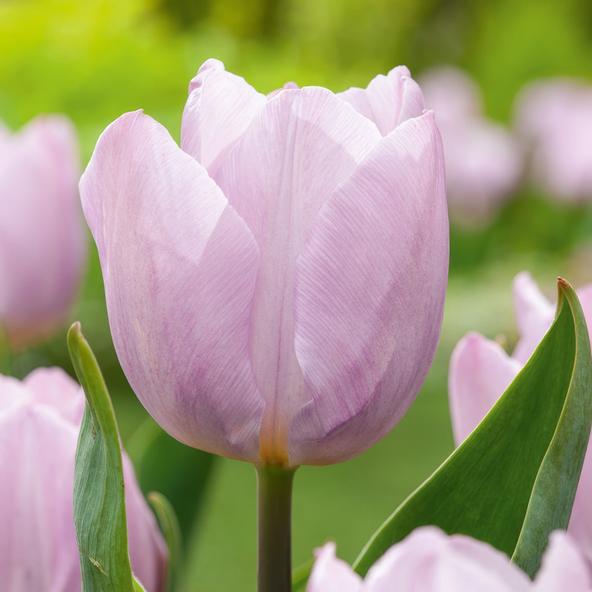 Tulip Candy Prince 3 Pktulcpr 2026 - Garden Express Australia