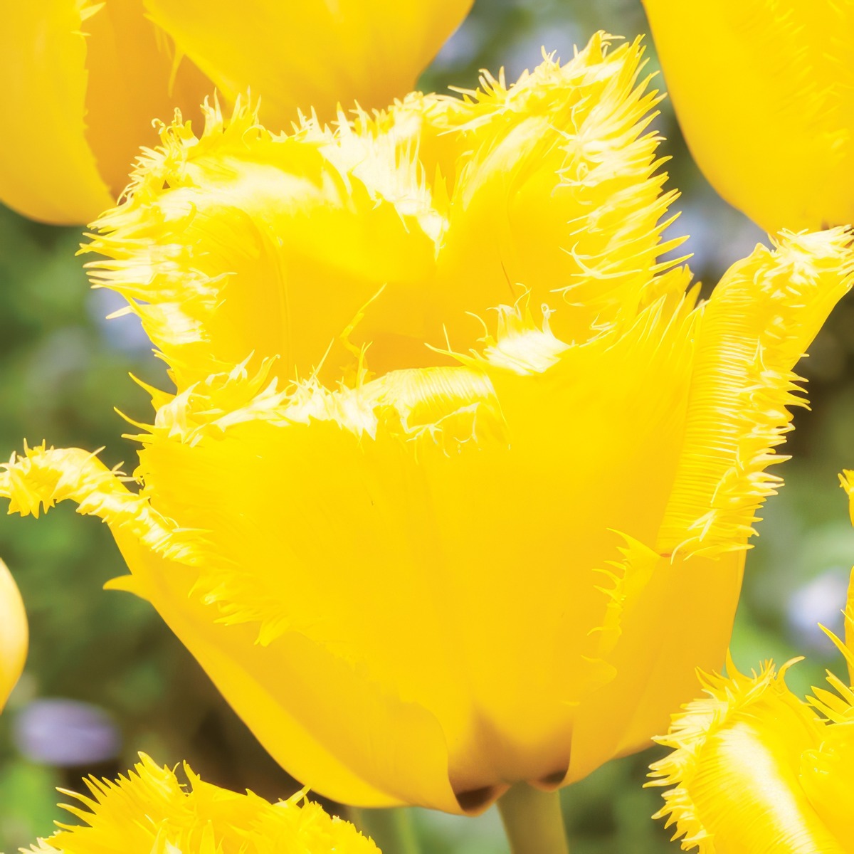 Tulip Crystal Star 3 Pktulcst 2026 - Garden Express Australia