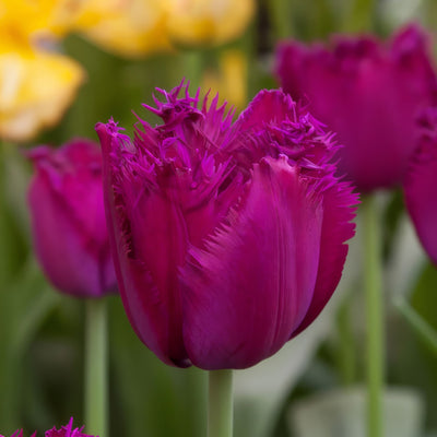 Tulip Curly Sue 2 Pktulcsu 2026 - Garden Express Australia