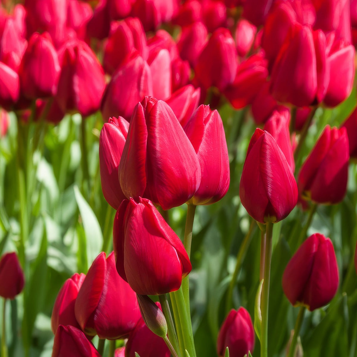 Tulip Curry Pktulcur 2026 - Garden Express Australia