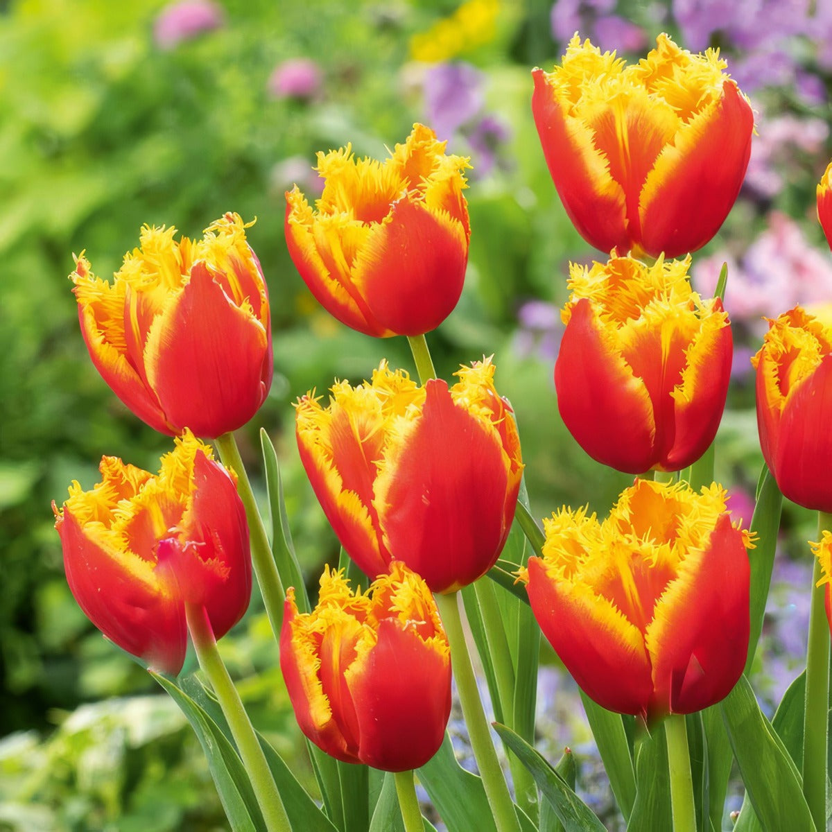 Tulip Davenport 4 Pktuldav - Garden Express Australia