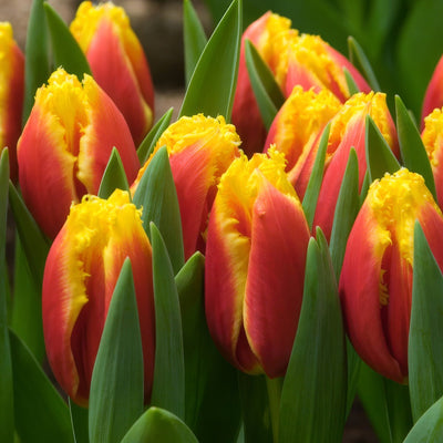 Tulip Davenport Pktuldav - Garden Express Australia