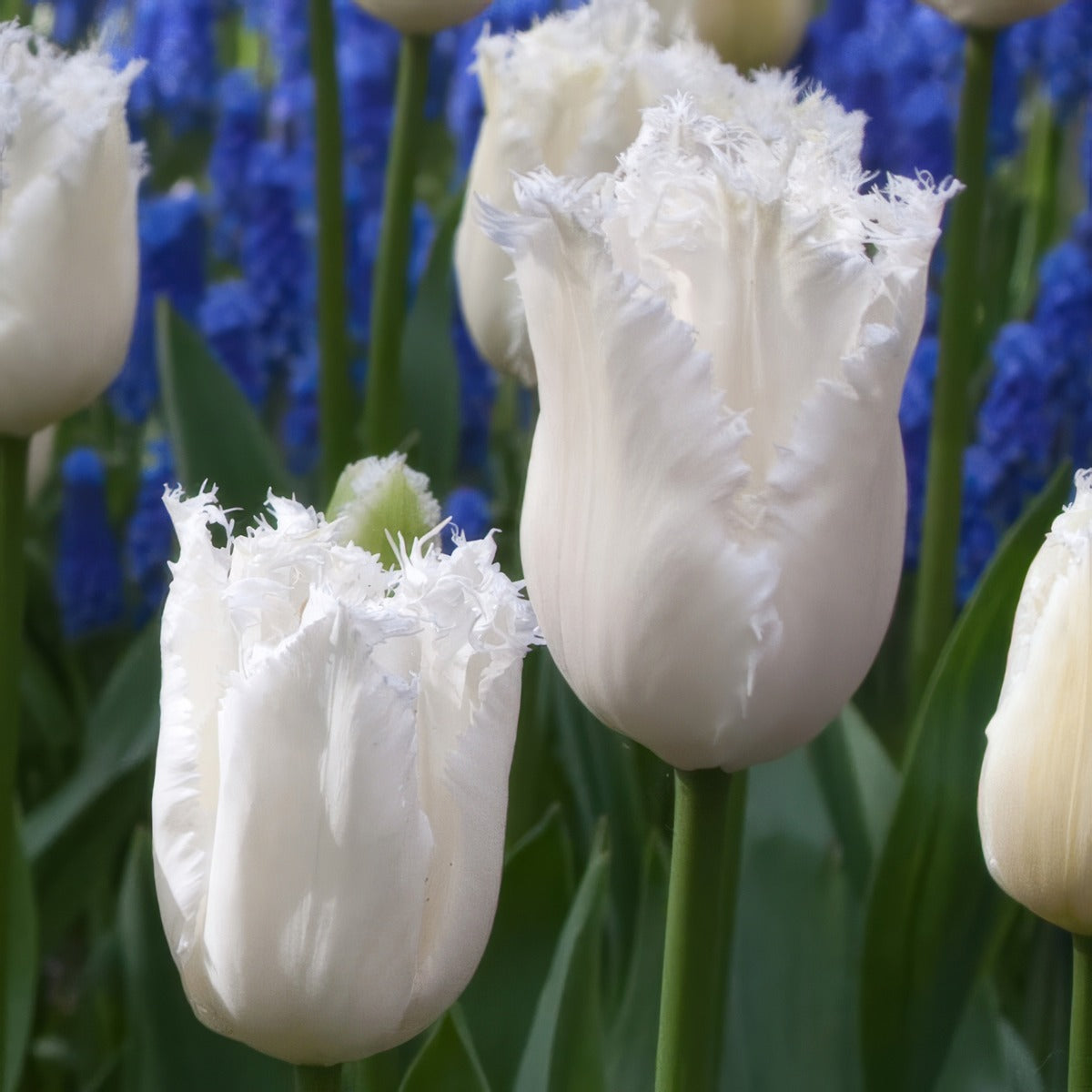 Tulip Daytona 2 Pktulday 2026 - Garden Express Australia