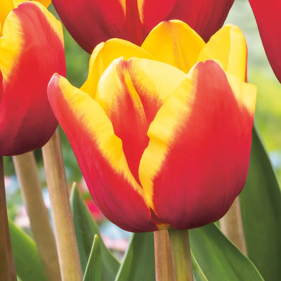 Tulip Denmark Pktulden 2026 - Garden Express Australia
