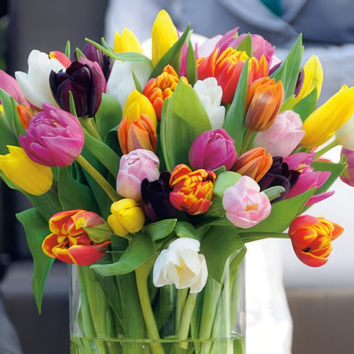 Tulip Darwin Hybrid Mixed2014 - Garden Express Australia