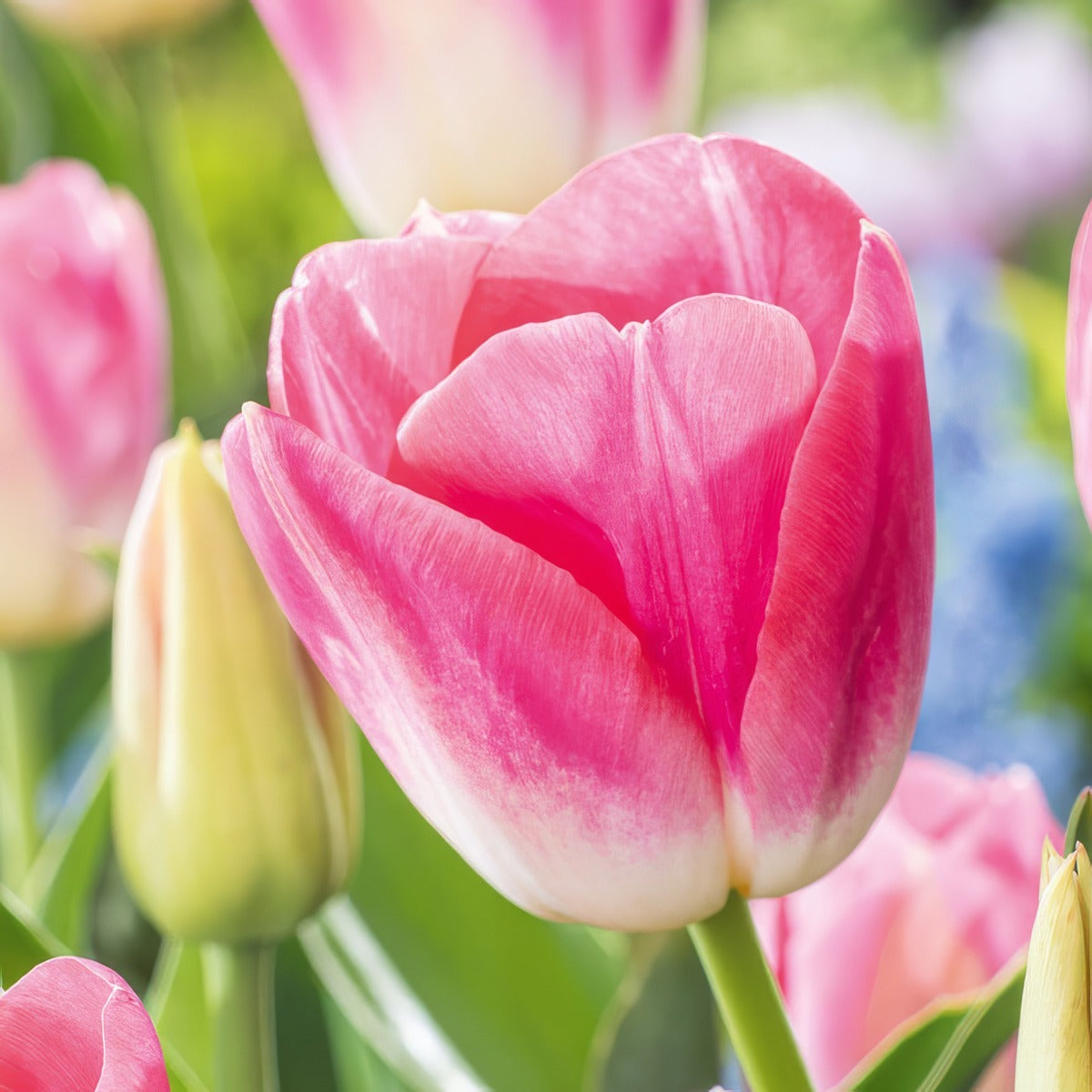 Tulip Dynasty 2 Pktuldyn 2026 - Garden Express Australia