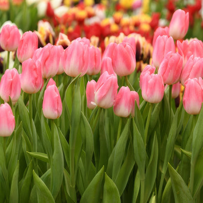 Tulip Dynasty Pktuldyn 2026 - Garden Express Australia