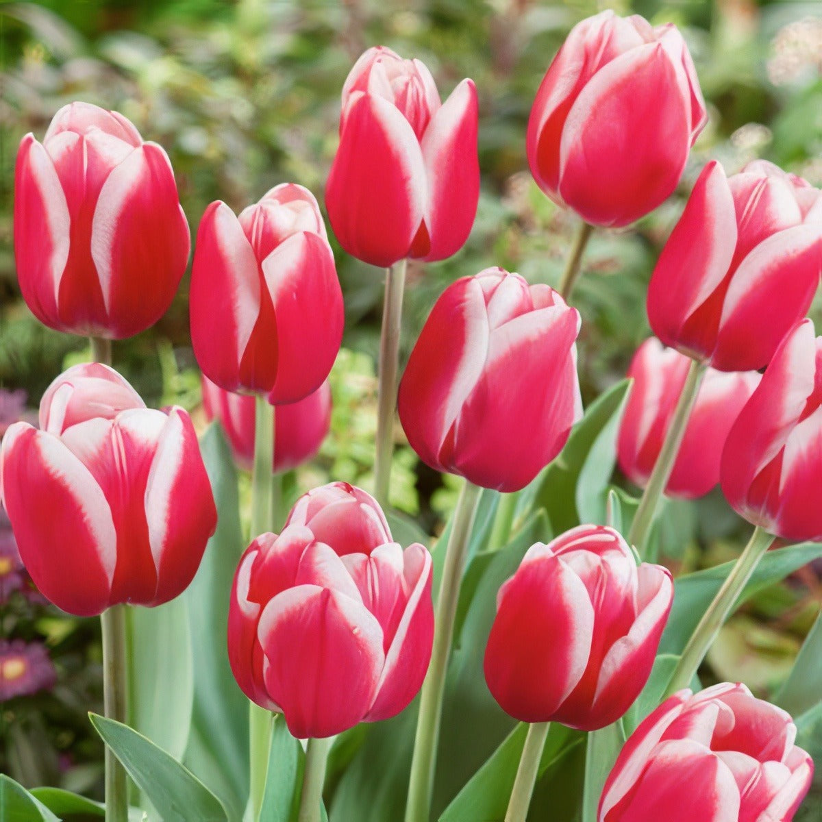 Tulip Furand Pktulfur - Garden Express Australia