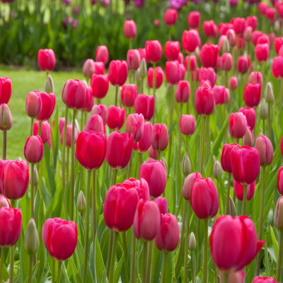 Tulip Grand Style 3 Pktulgst 2026 - Garden Express Australia