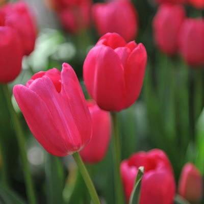 Tulip Grand Style 4 Pktulgst 2026 - Garden Express Australia