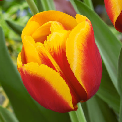 Tulip Gerrit Van Der Valk 2 Pktulgvv 2026 - Garden Express Australia