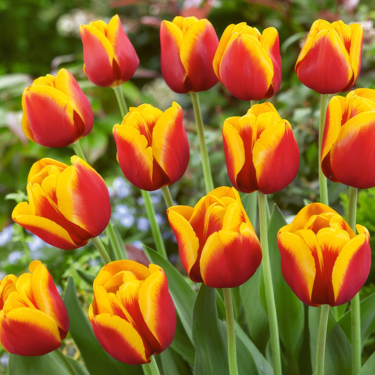 Tulip Gerrit Van Der Valk Pktulgvv 2026 - Garden Express Australia
