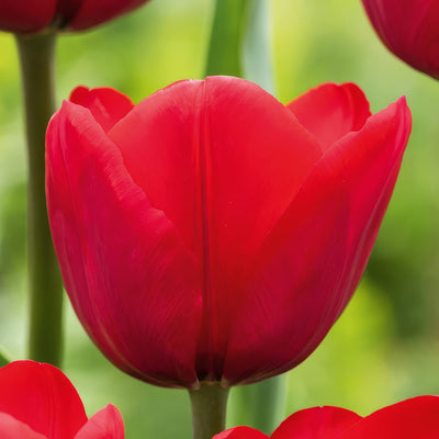 Tulip Ile De France 2 Pktulidf 2026 - Garden Express Australia