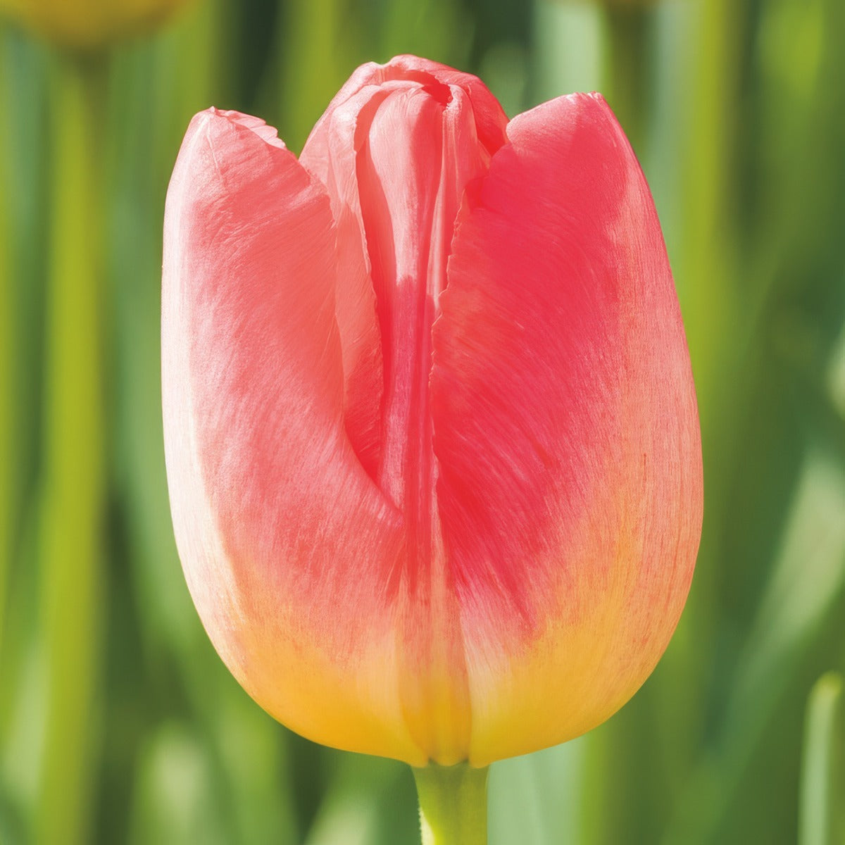 Tulip Judith Leyster Pktuljly - Garden Express Australia