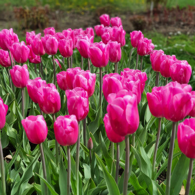 Tulip Jumbo Pink Pktuljpi 2026 - Garden Express Australia