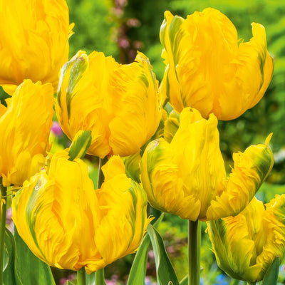 Tulip Jan Van Nes Parrot Pktuljvp 2026 - Garden Express Australia