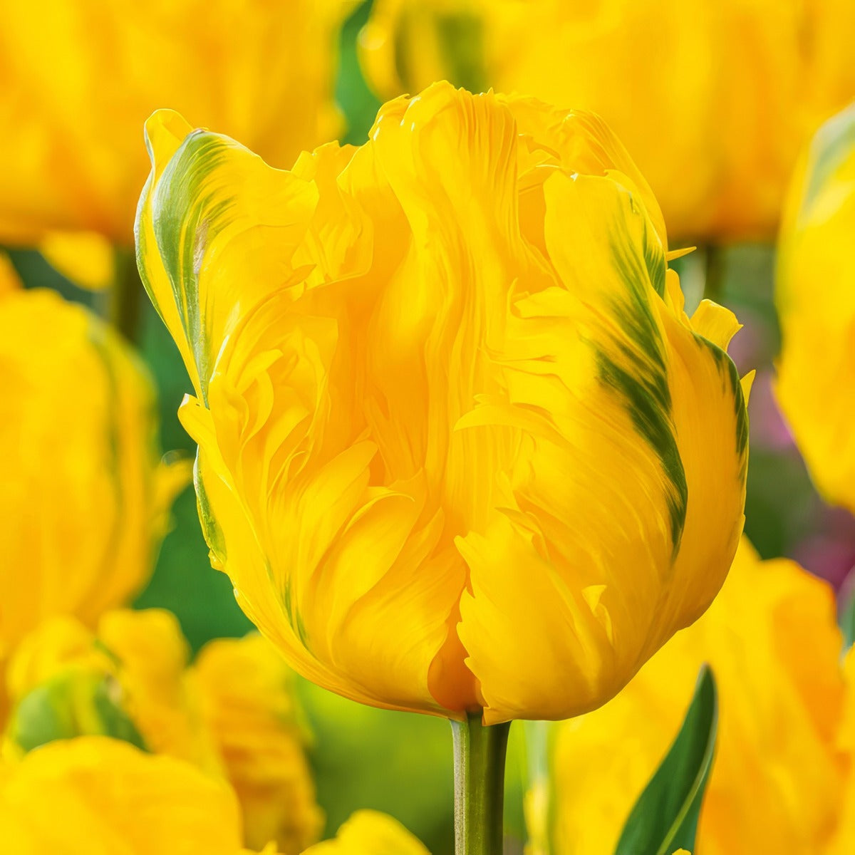 Tulip Jan Van Nes Parrot 3 Pktuljvp 2026 - Garden Express Australia