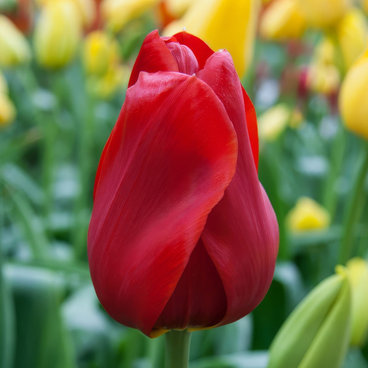 Tulip Kingsblood Pktulkin 2026 - Garden Express Australia