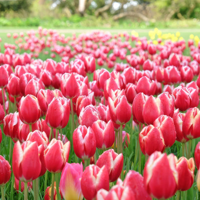 Tulip Leen Van Der Mark 2 Pktullvd 2026 - Garden Express Australia
