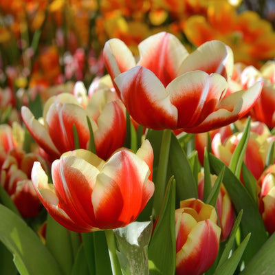 Tulip Leen Van Der Mark Pktullvd 2026 - Garden Express Australia
