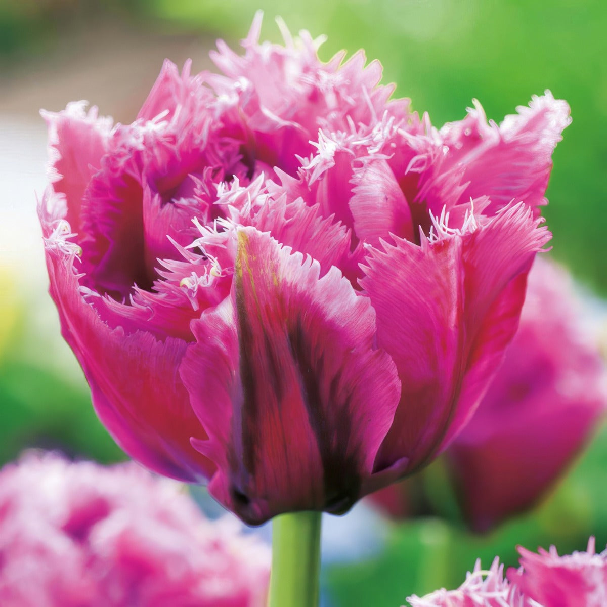 Tulip Mascotte 3 Pktulmas 2026 - Garden Express Australia