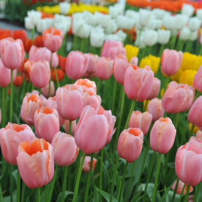 Tulip Menton 2 Pktulmen 2026 - Garden Express Australia
