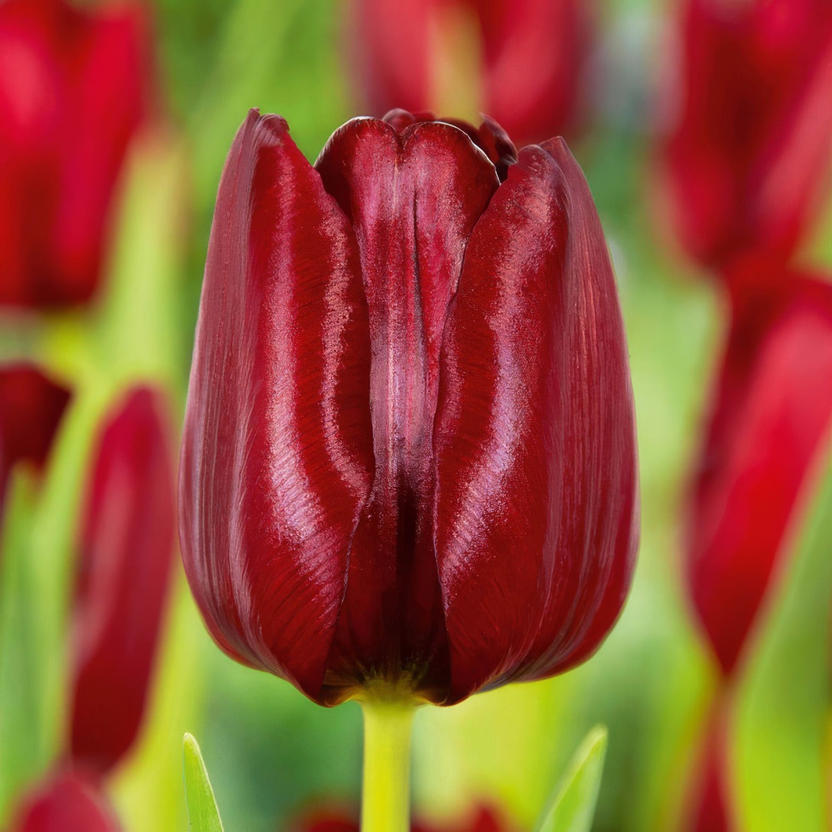 Tulip Mascara Pktulmsc - Garden Express Australia