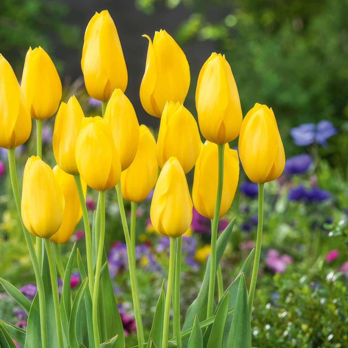 Tulip Muscadet 2 Pktulmus 2026 - Garden Express Australia