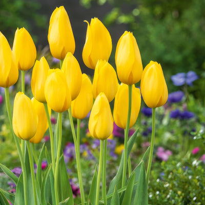 Tulip Muscadet 2 Pktulmus 2026 - Garden Express Australia