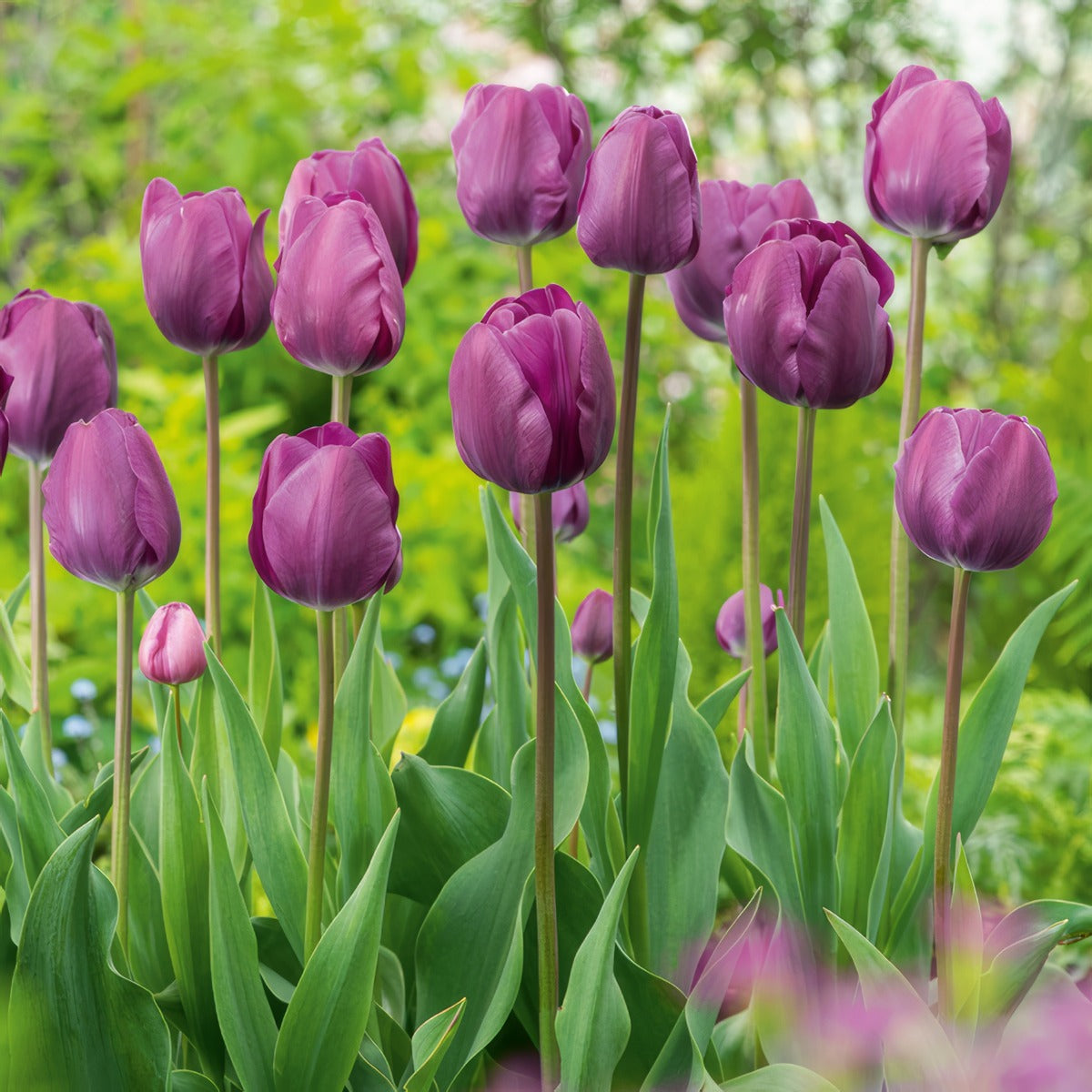 Tulip Negrita Pktulneg 2026 - Garden Express Australia