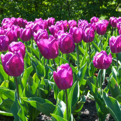 Tulip Negrita Pktulneg 2026 - Garden Express Australia