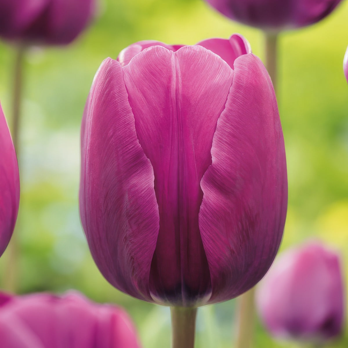 Tulip Negrita 3 Pktulneg 2026 - Garden Express Australia