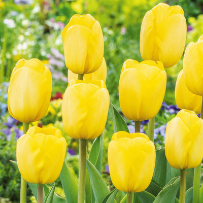 Tulip Novi Sun 2 Pktulnsu 2026 - Garden Express Australia