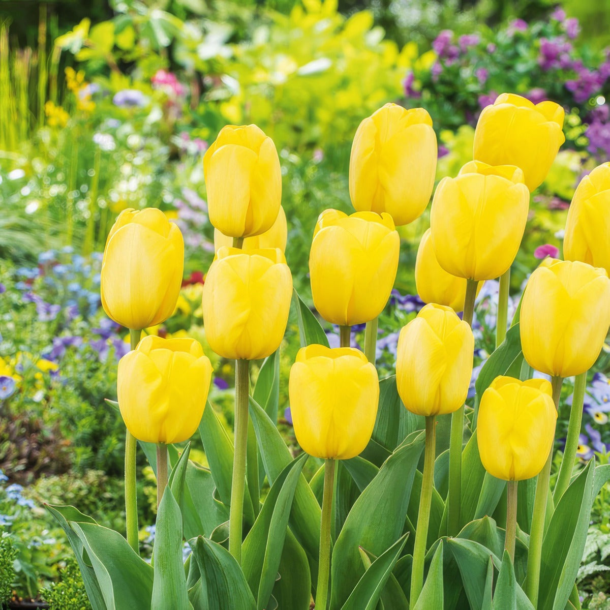 Tulip Novi Sun 3 Pktulnsu 2026 - Garden Express Australia