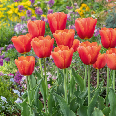 Tulip Orange Juice 2 Pktuloju 2026 - Garden Express Australia