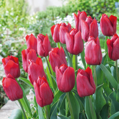 Tulip Pallada 4 Pktulpal 2026 - Garden Express Australia