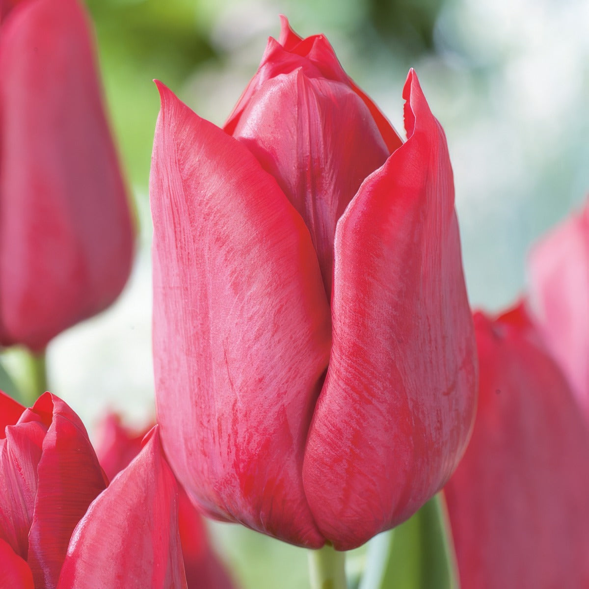 Tulip Pallada 5 Pktulpal 2026 - Garden Express Australia