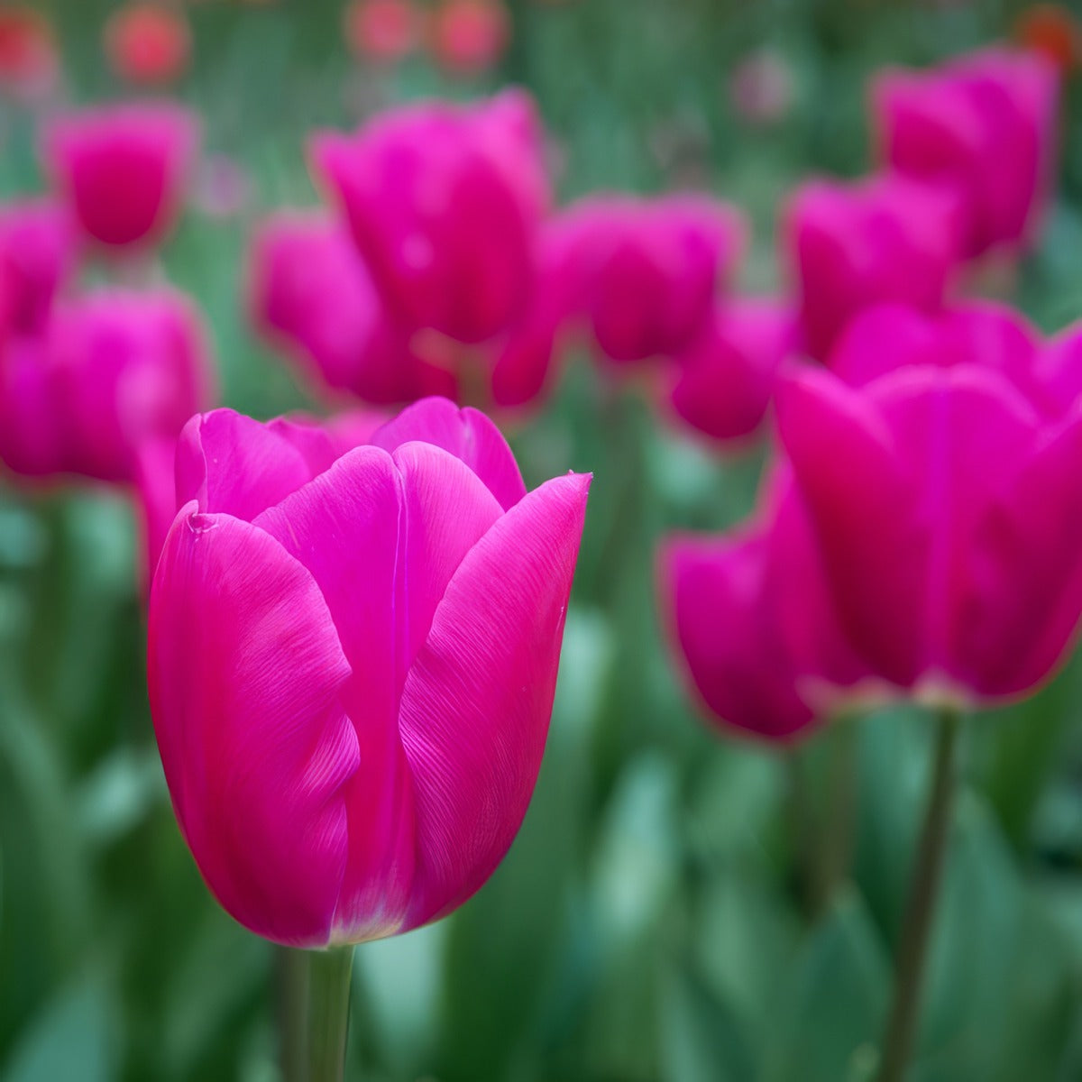 Tulip Pink Ardour 2 Pktulpar 2026 - Garden Express Australia
