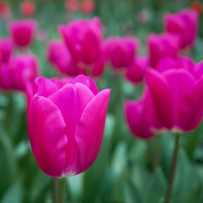 Tulip Pink Ardour 2 Pktulpar 2026 - Garden Express Australia