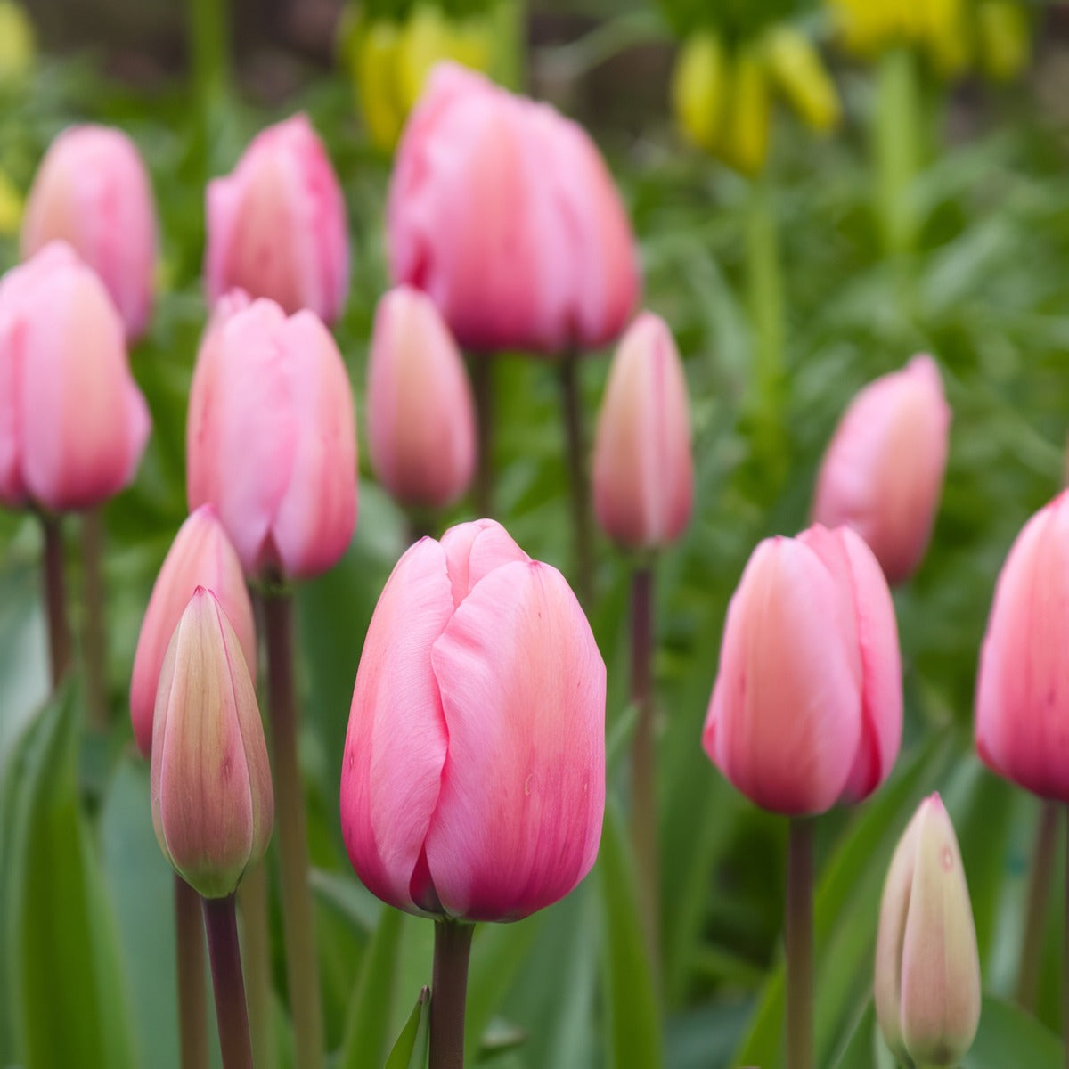 Tulip Pink Impression 2 Pktulpim 2026 - Garden Express Australia