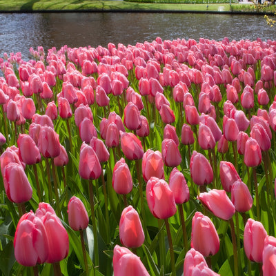 Tulip Pink Impression Pktulpim 2026 - Garden Express Australia