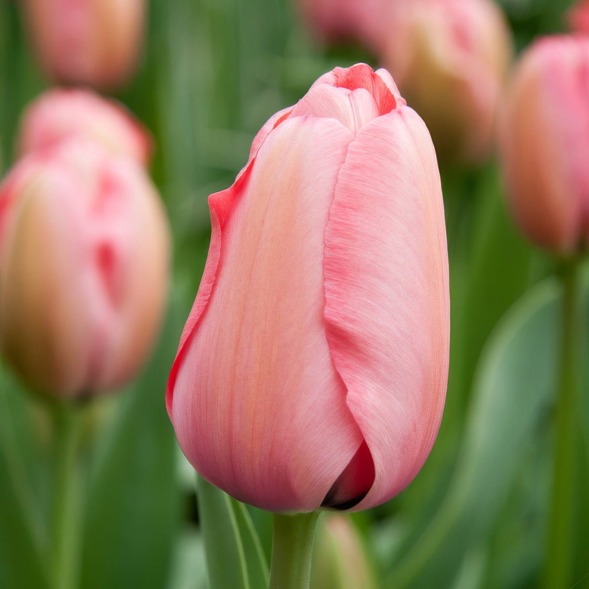 Tulip Pink Impression 3 Pktulpim 2026 - Garden Express Australia