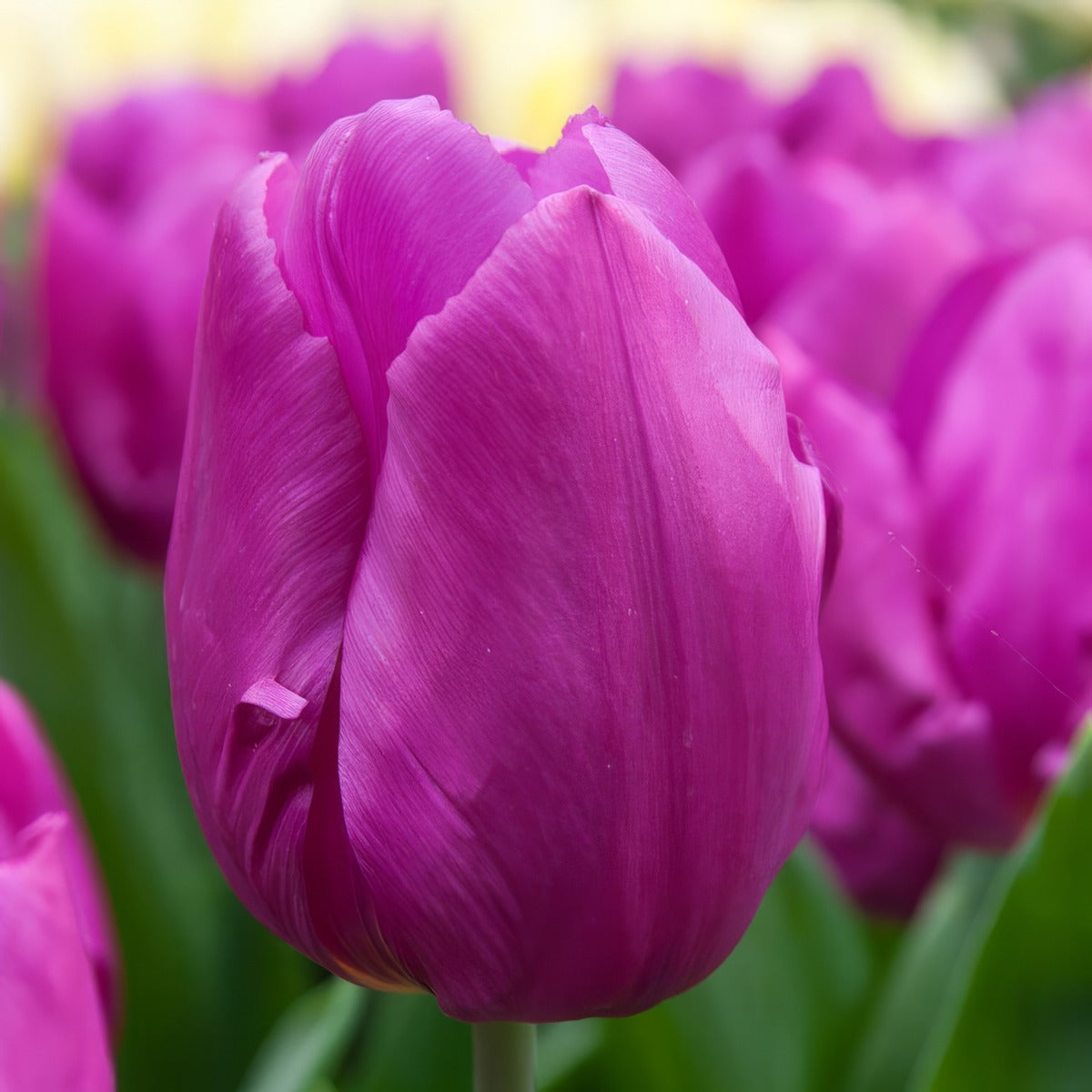 Tulip Purple Prince Pktulppr 2026 - Garden Express Australia