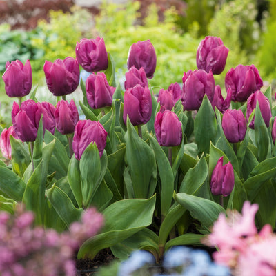 Tulip Purple Prince 3 Pktulppr - Garden Express Australia