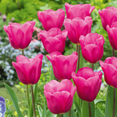 Tulip Purple Raven Pktulpra 2026 - Garden Express Australia