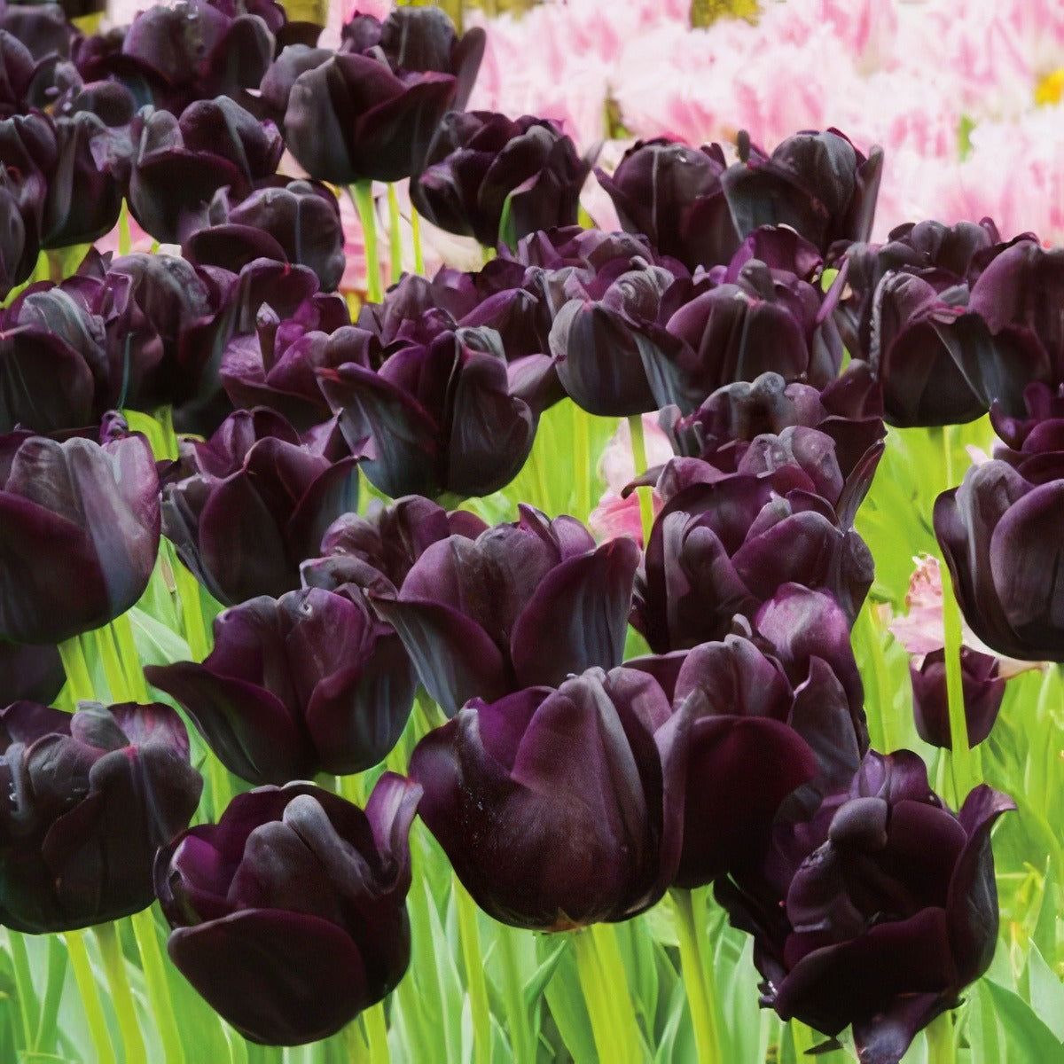 Tulip Paul Scherer Pktulpsc 2017 - Garden Express Australia