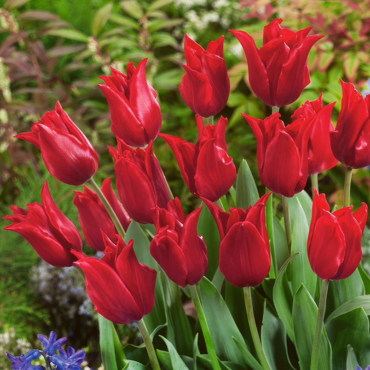 Tulip Pretty Woman 2 Pktulpwo 2026 - Garden Express Australia